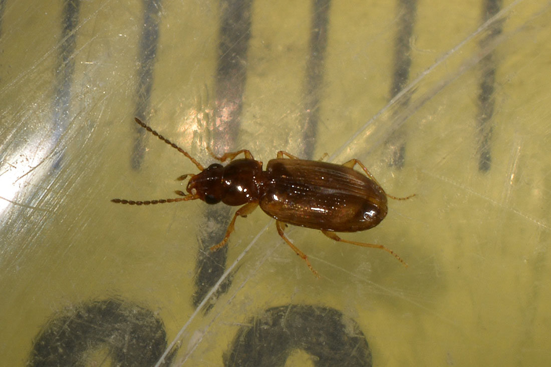 Carabidae:  Paratachys sp.?  No, Tachyura sp.